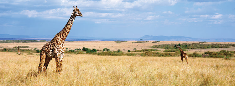 Jirafa de Kenia Lienzo