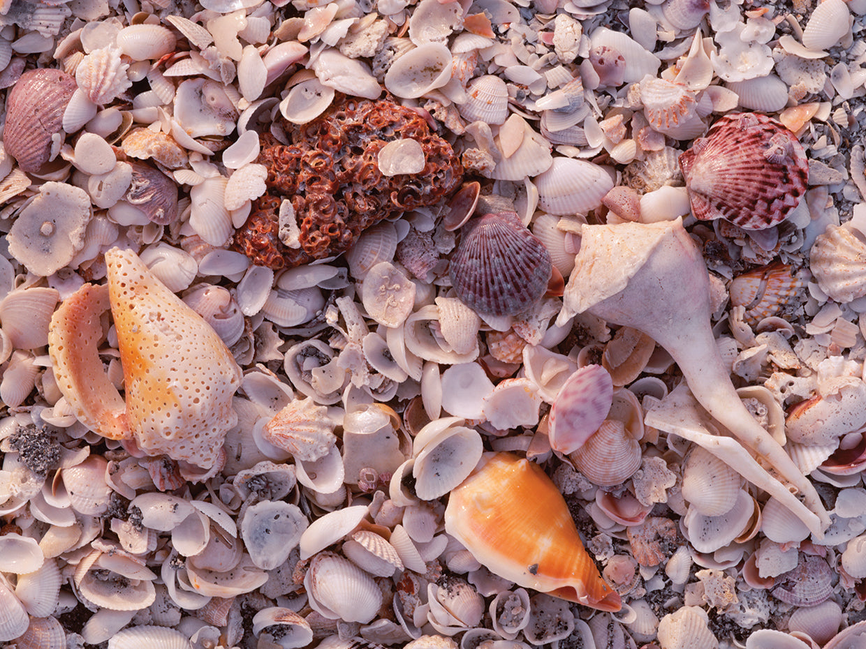 Seashells at Sanibel Island