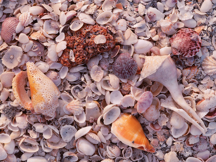 Seashells at Sanibel Island