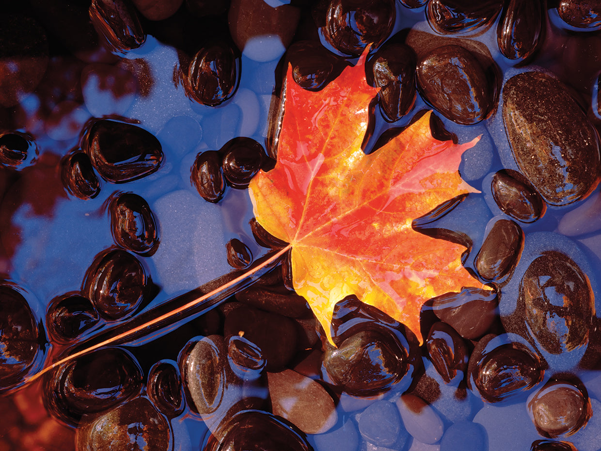 Maple Leaf on the Water