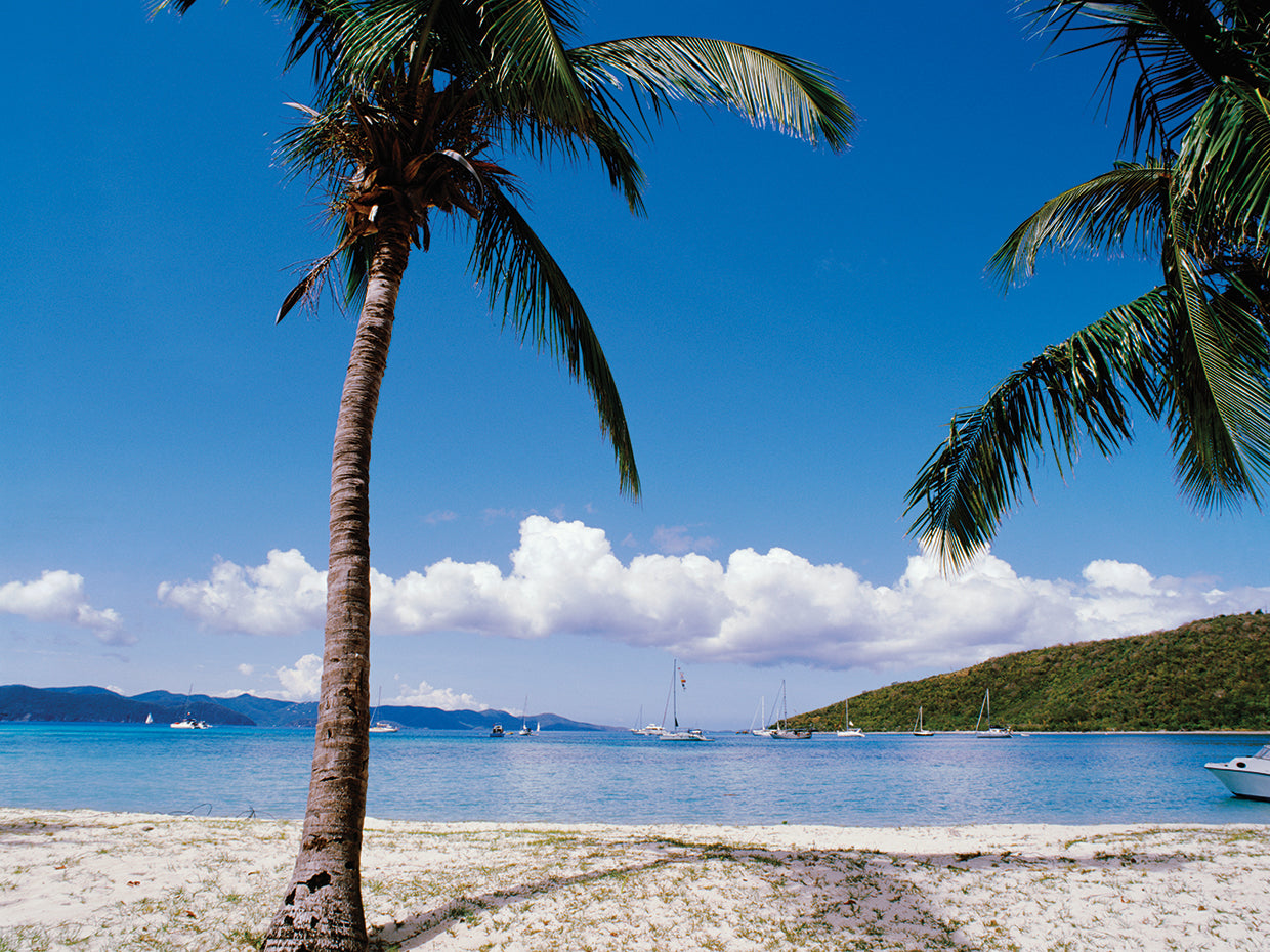 Palmas de las Islas Vírgenes Lienzo