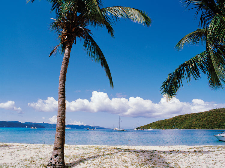 Palmas de las Islas Vírgenes Lienzo