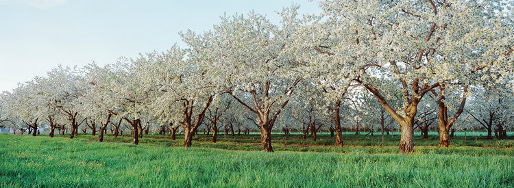 Huerto de cerezos Lienzo