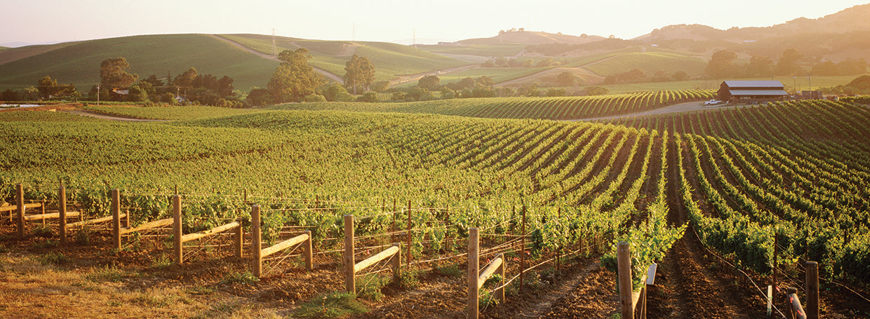 California Vineyards