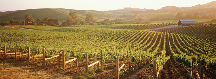 California Vineyards