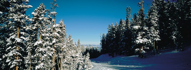 Pista de esquí de Colorado Lienzo