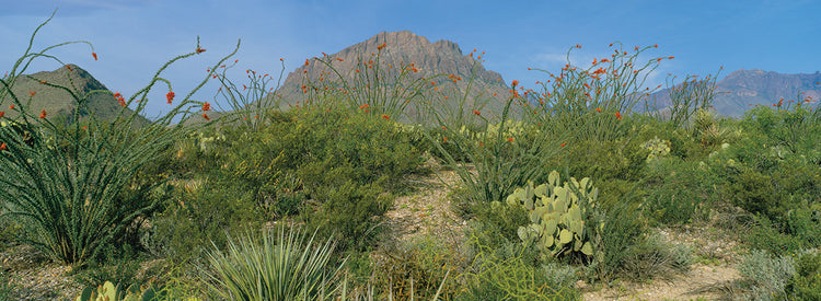 Ocotillo Plants in Big Bend