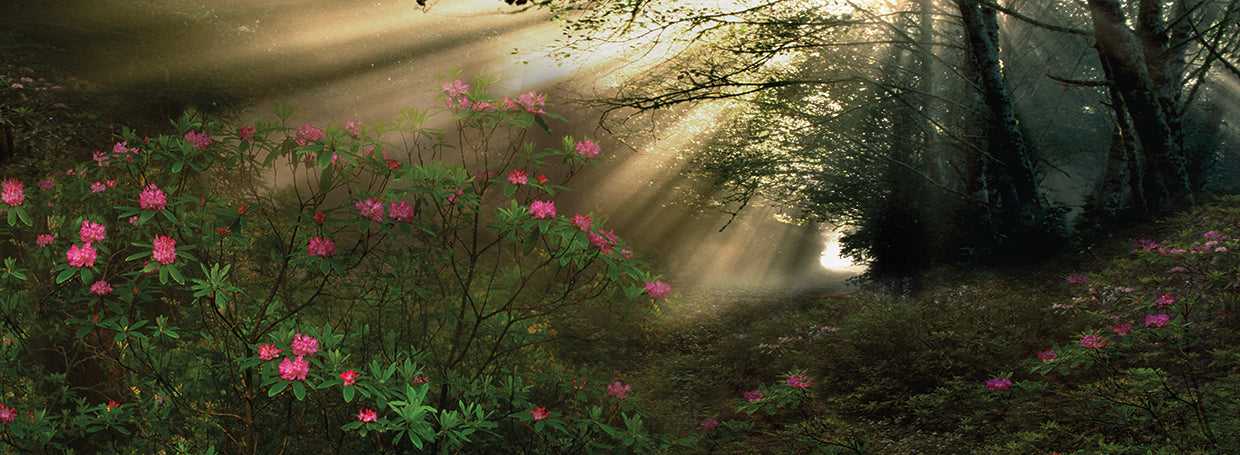 Sunbeams in the Trees