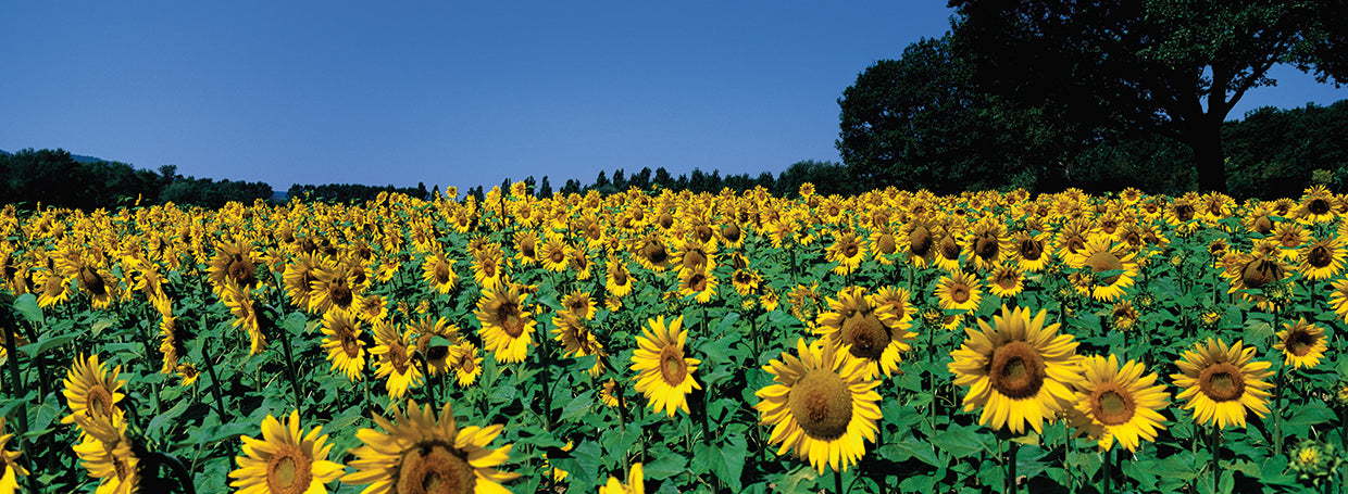 Campos de girasoles franceses Lienzo