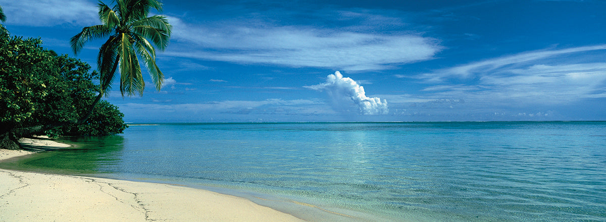 Palm in French Polynesia