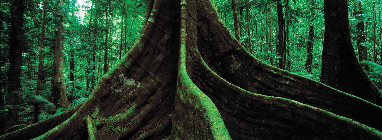 Raíces gigantes, Queensland Lienzo