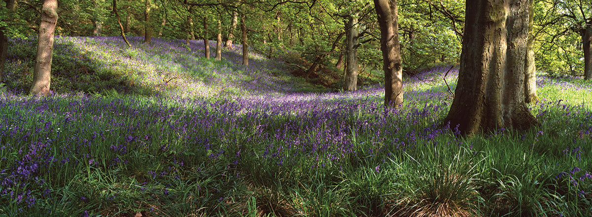 Sun Dapples Bluebells