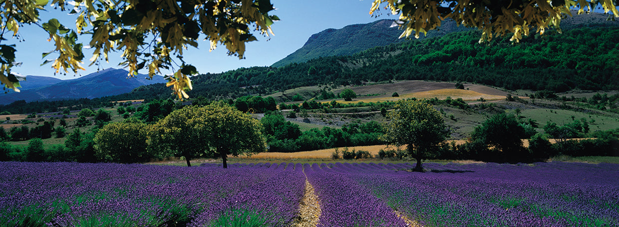 Mountain and Lavender