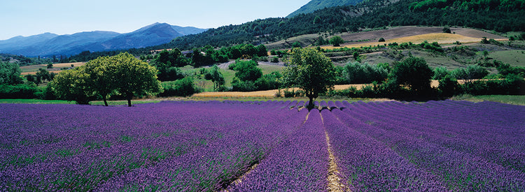 Campos de lavanda en Provenza Lienzo