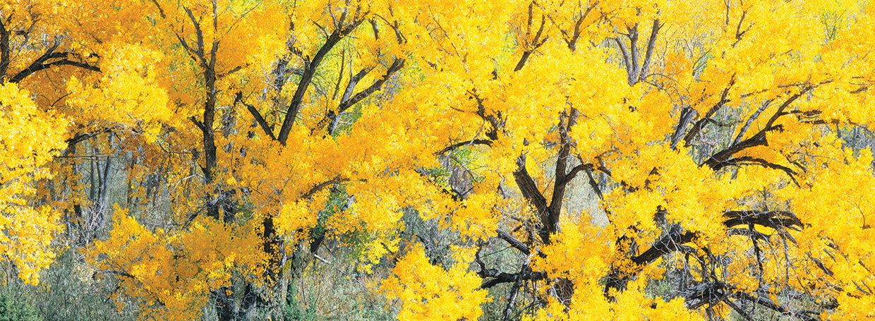 Yellow Cottonwoods