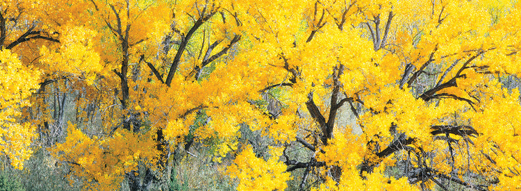Yellow Cottonwoods