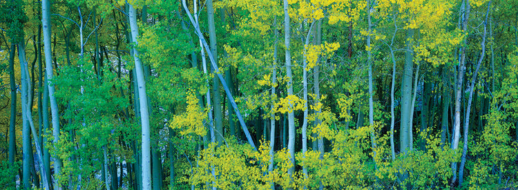 Aspens in Spring