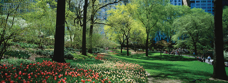 Flores florecientes de Central Park Lienzo