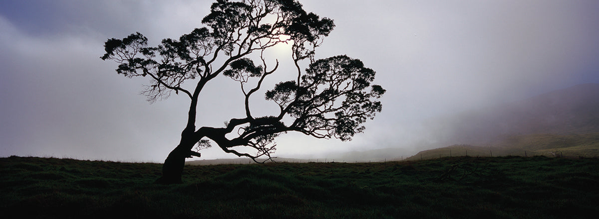 Koa Tree Silhouette