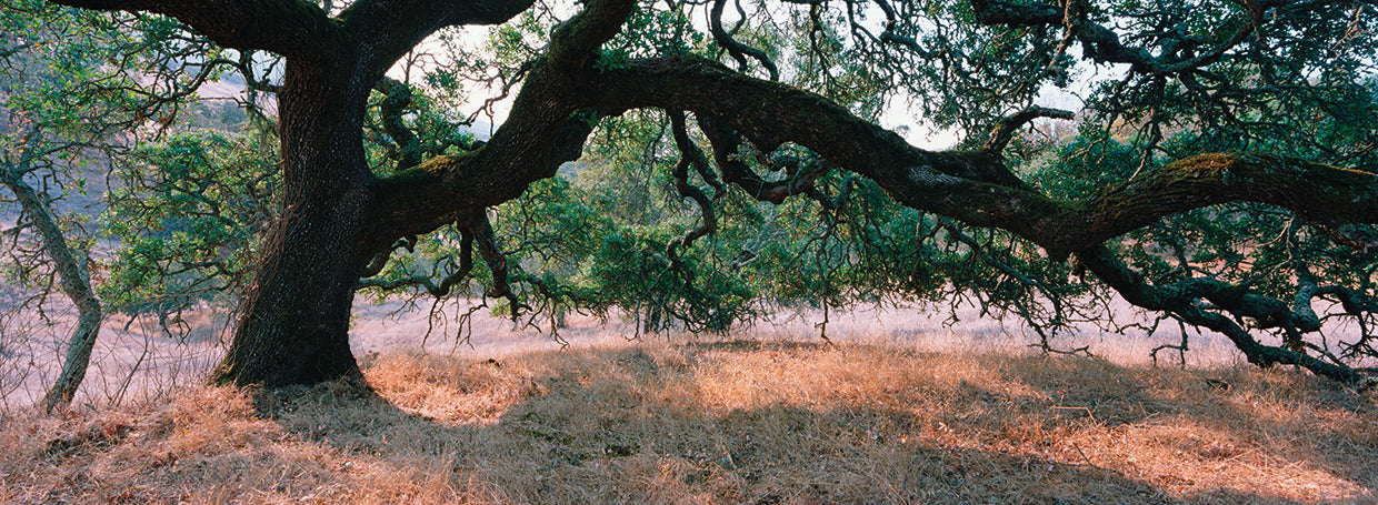 Roble de Sonoma Lienzo