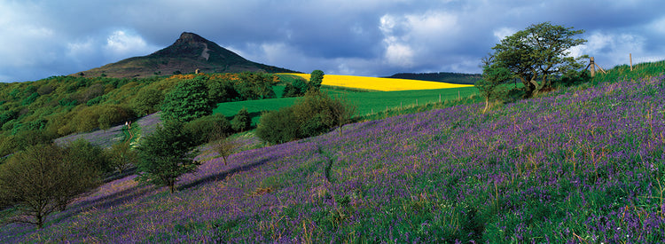 Campos de campanillas de Inglaterra Lienzo