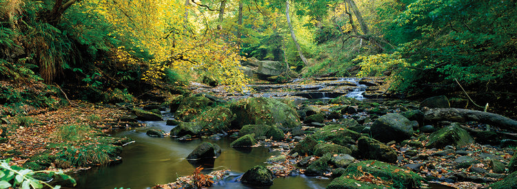 Stream in Eller Beck