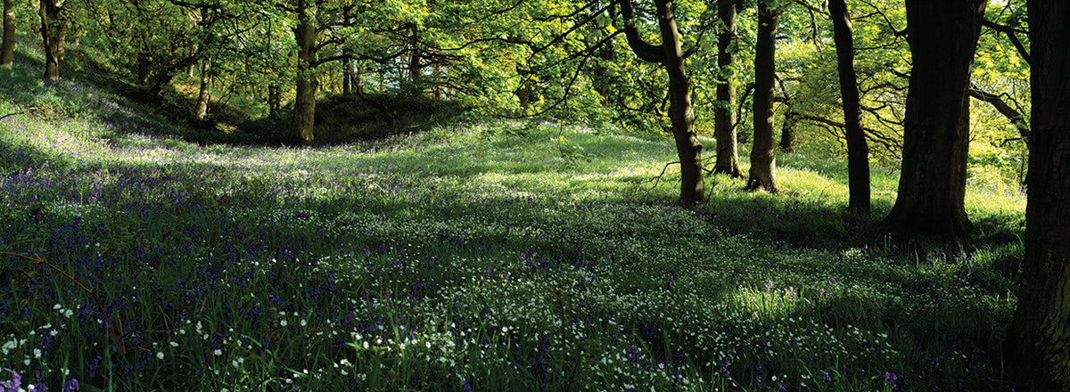Flowers in Devon Forest