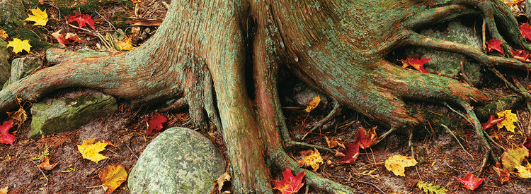 Tree Roots in Sleeping Bear Dunes