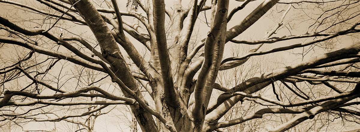 Bare Tree Lines