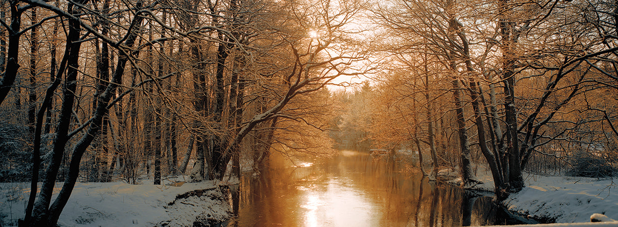 Río dorado en el bosque Lienzo