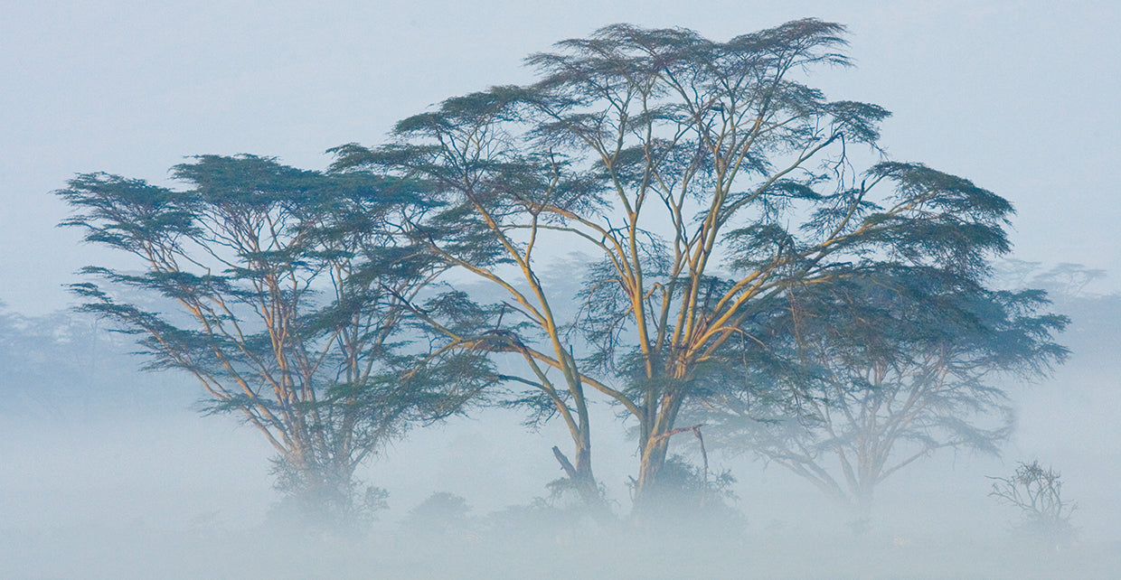 Acacias en la niebla Lienzo