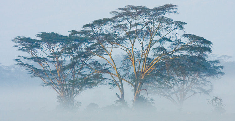 Acacias en la niebla Lienzo