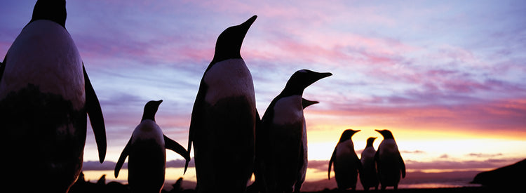 Gentoo Penguins in Falkland Islands