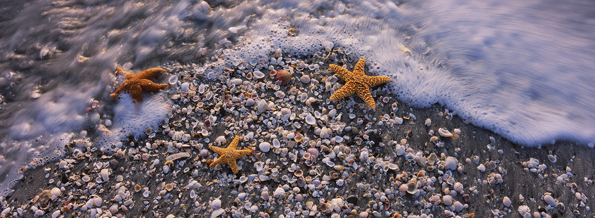 Three Starfish on the Rocks
