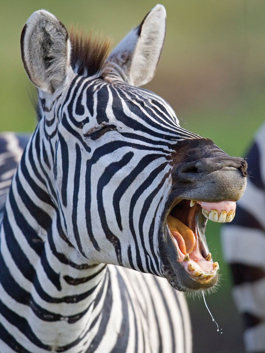 Zebra Calling en Tanzania Lienzo