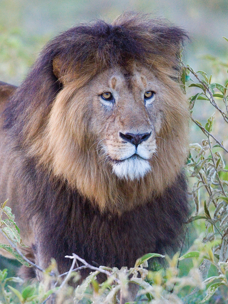 León de crin negro, Tanzania Lienzo