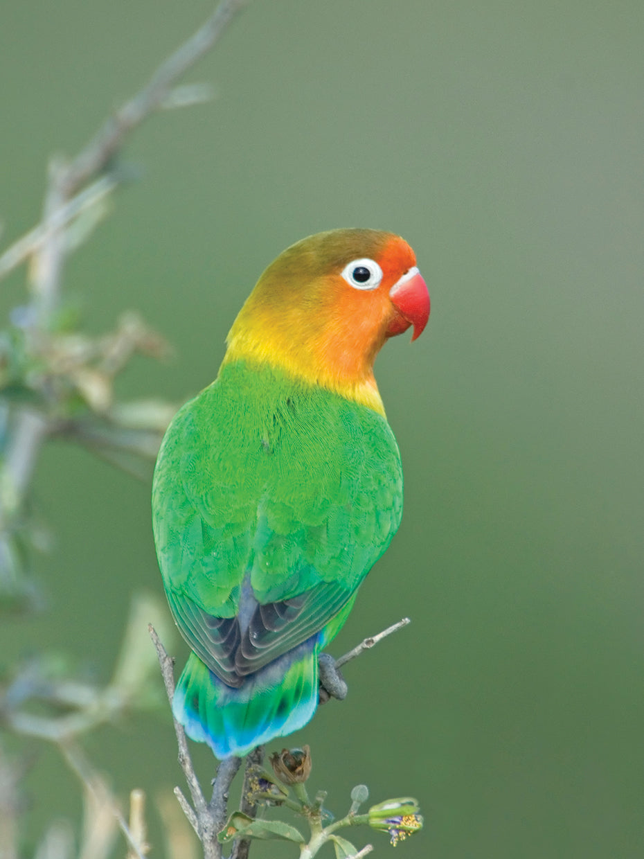 Fischer's Lovebird in Tanzania