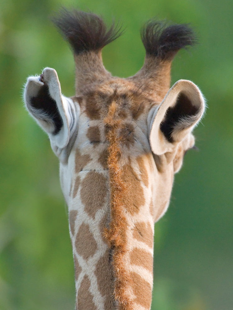 Masai Giraffe in Tanzania