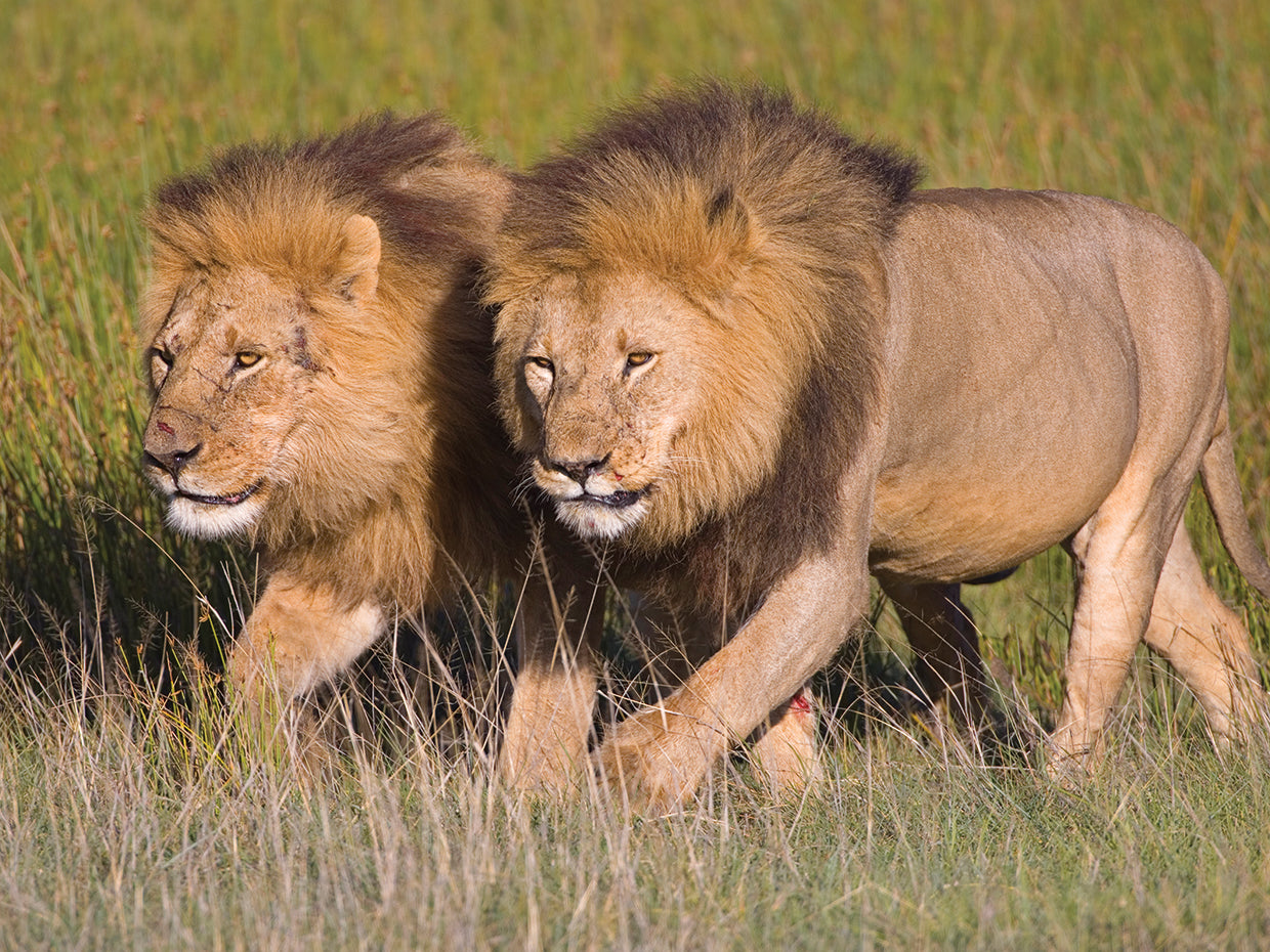 Hermanos León, Tanzania Lienzo