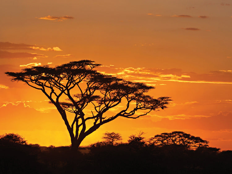 Silhouettes, Arusha Region, Tanzania