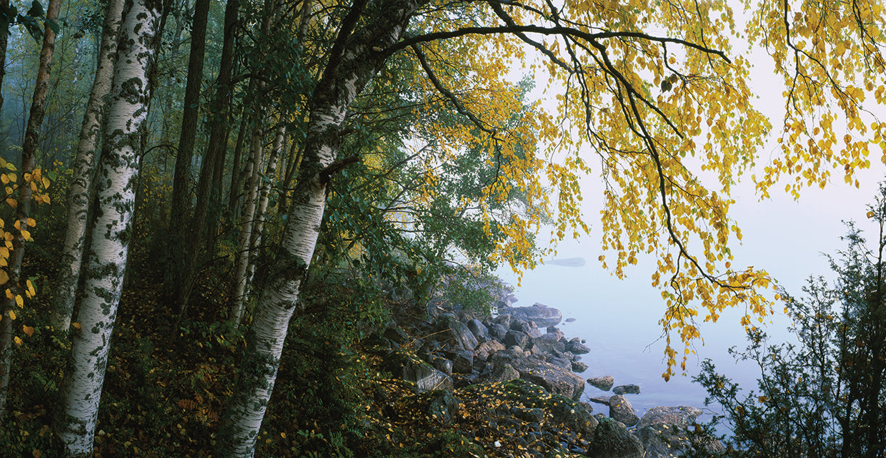 Birch Trees in Finland