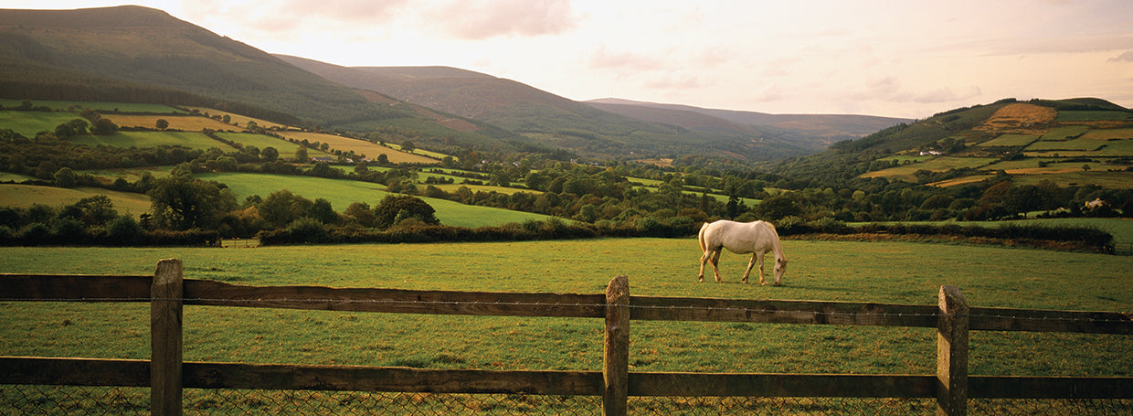 Horse in Wicklow County