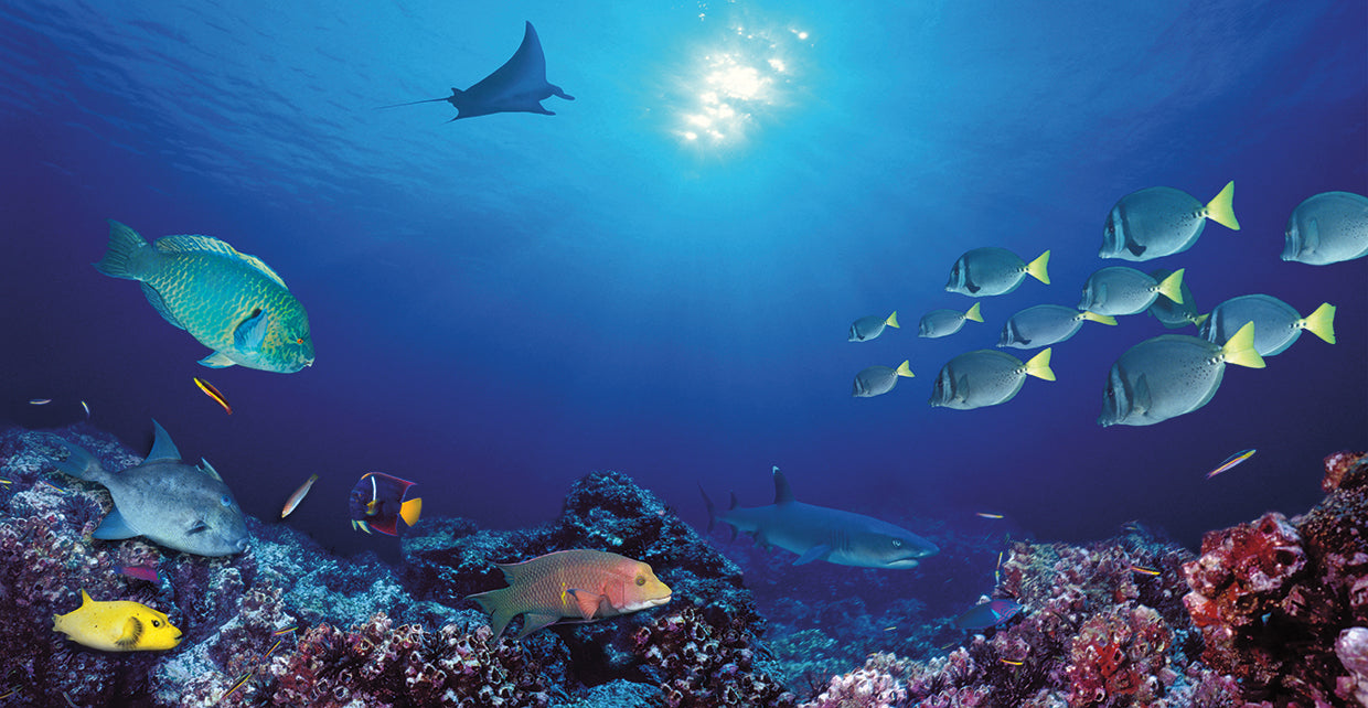 Pescado de las Islas Galápagos Lienzo