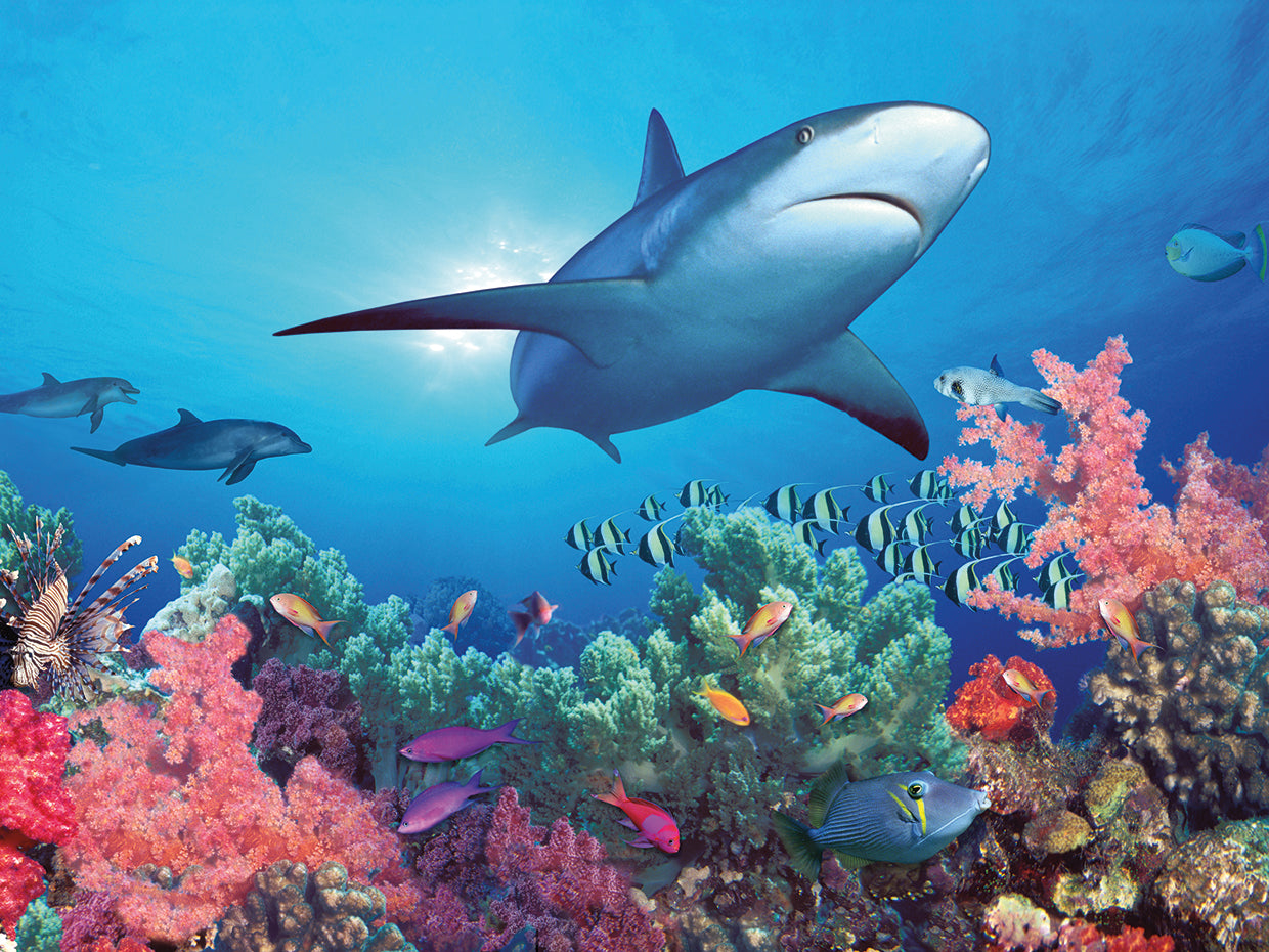Shark Swimming through Coral