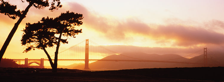 Trees at Sunset, San Francisco
