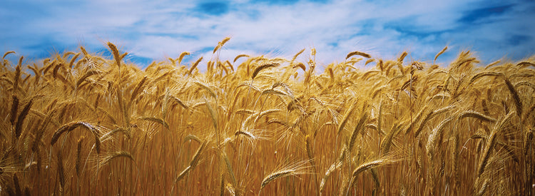 Trigo del país de Palouse Lienzo