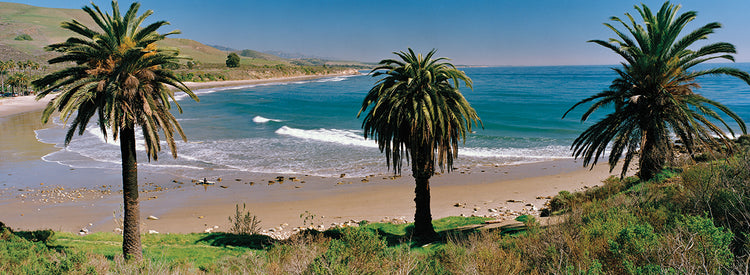 Palmas de Santa Bárbara Lienzo