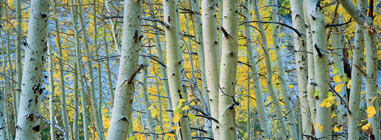 Líneas del bosque de Aspen Lienzo