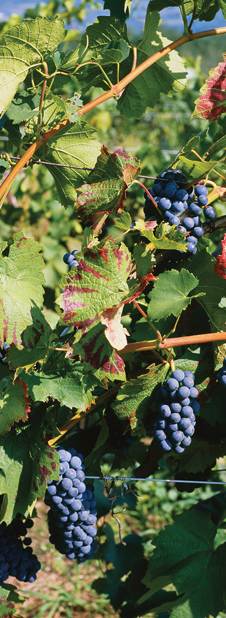Red Grapes at Finger Lake