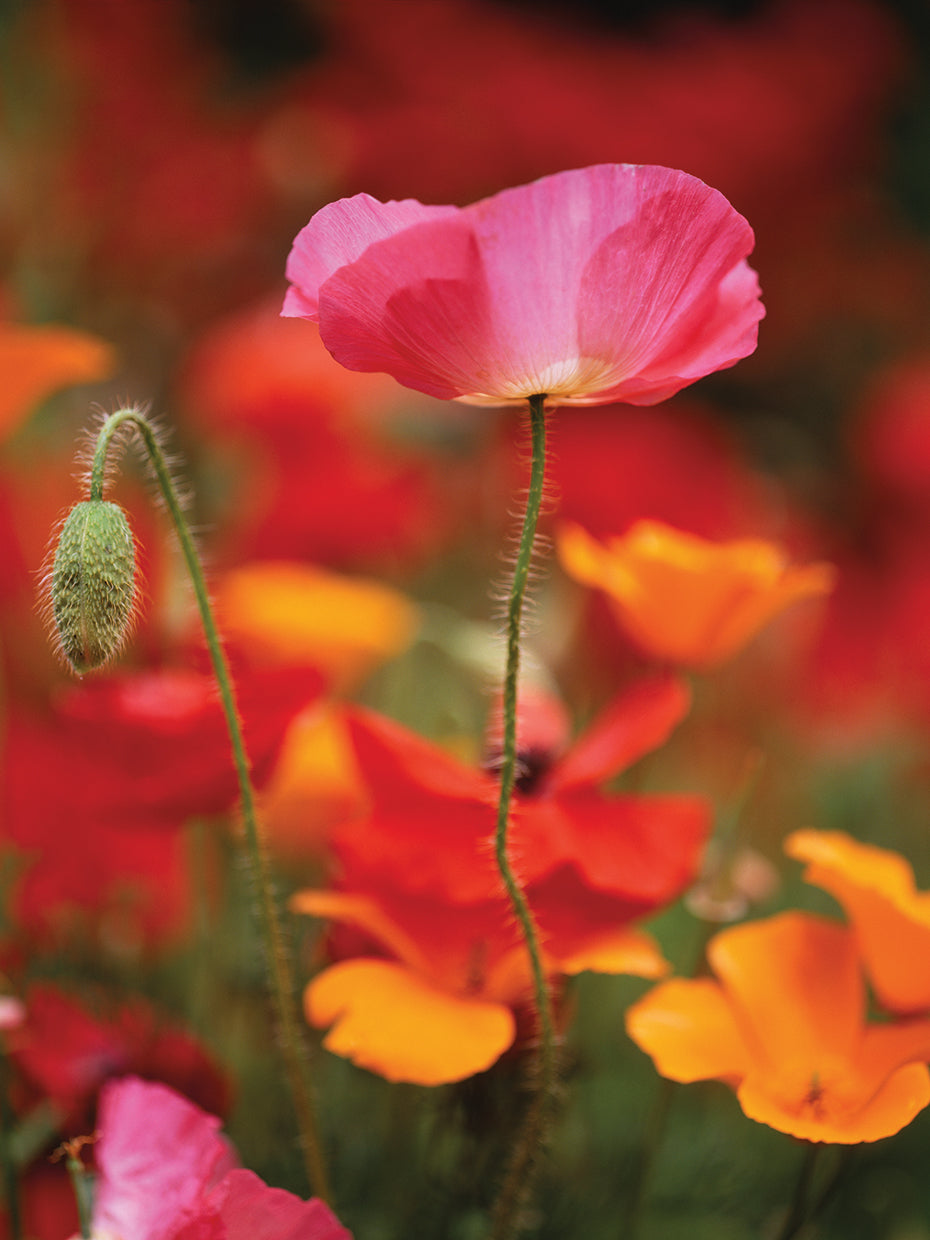 Amapolas de colores Lienzo